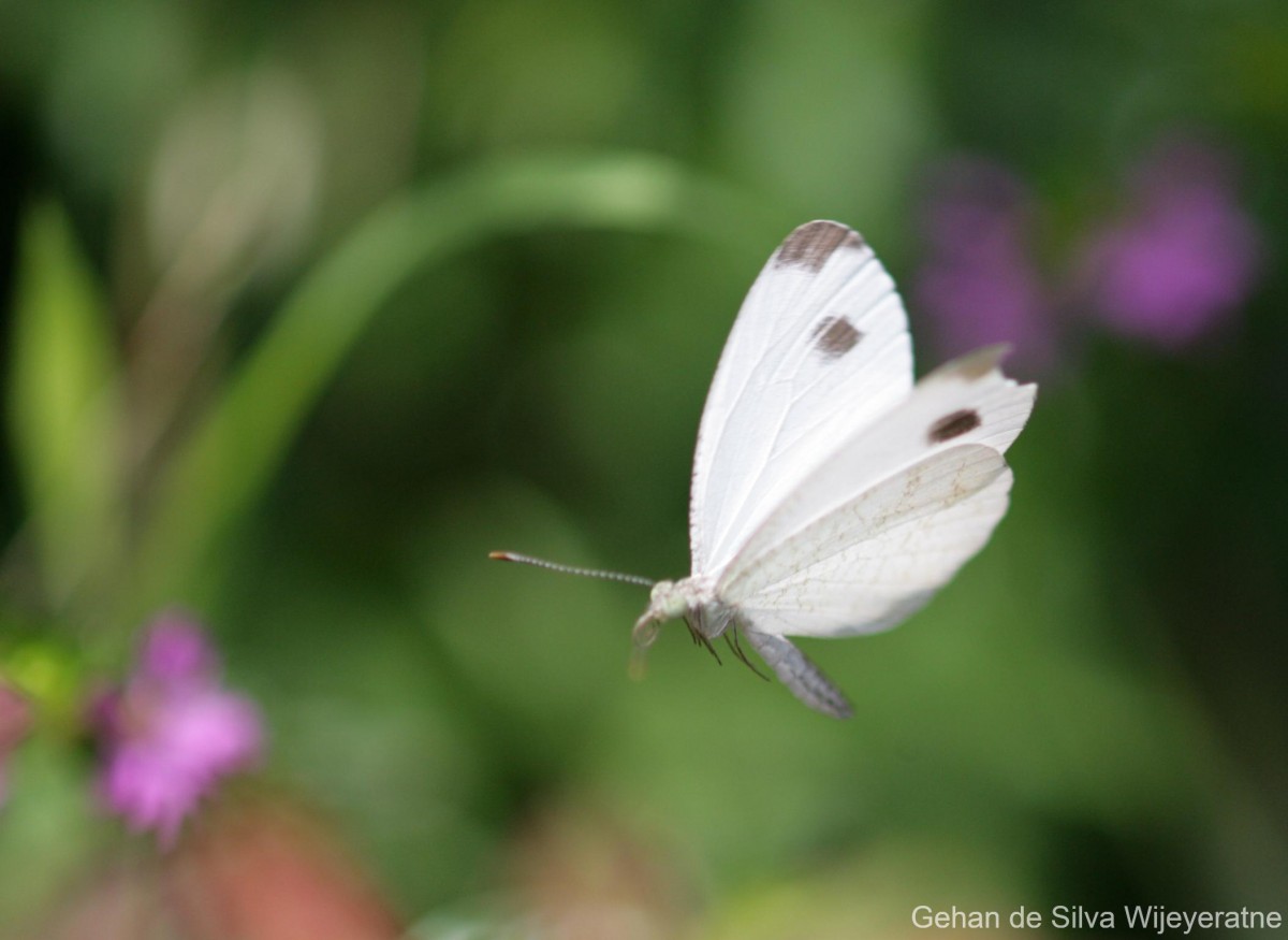 Leptosia nina Fabricius, 1793